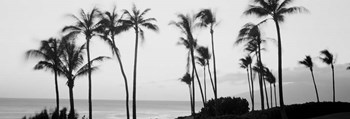 Silhouette of palm trees at dusk, Hawaii by Panoramic Images art print
