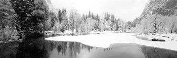 Snow covered trees in a forest, Yosemite National Park, California by Panoramic Images art print