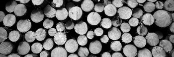Marked Wood In A Timber Industry, Black Forest, Germany BW by Panoramic Images art print
