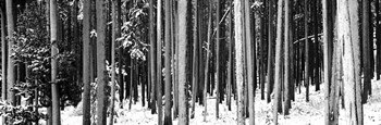 Lodgepole Pines and Snow Grand Teton National Park WY BW by Panoramic Images art print