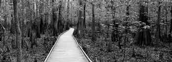 Boardwalk passing through a forest, Congaree National Park, South Carolina by Panoramic Images art print