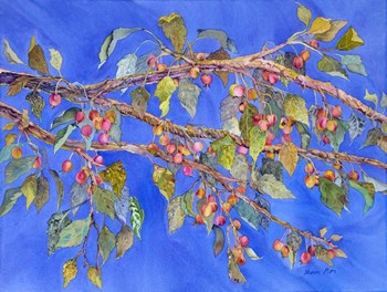 Crab Apple III by Sharon Pitts art print