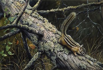 Eastern Chipmunk by Harro Maass art print