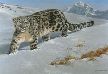 Snow Leopard by Harro Maass art print