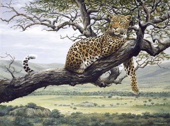 Leopard by Harro Maass art print