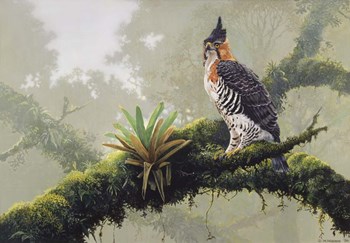 Ornate Hawk - Eagle by Harro Maass art print