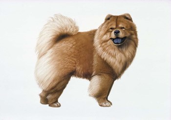 Chow Chow by Harro Maass art print