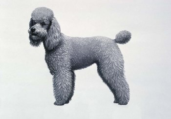 Poodle by Harro Maass art print