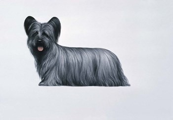 Sky Terrier by Harro Maass art print