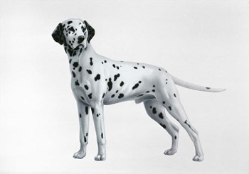 Dalmatian by Harro Maass art print