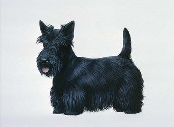 Scottish Terrier by Harro Maass art print