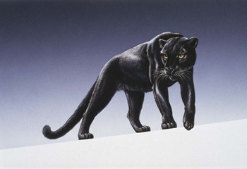 Black Panther by Harro Maass art print