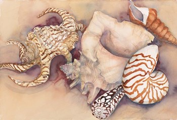 Sea Shells by Joanne Porter art print