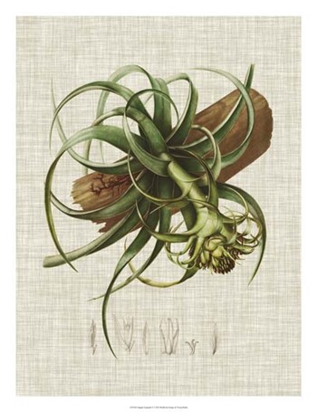 Elegant Tropicals V by Vision Studio art print