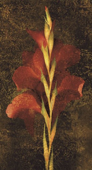 Gladiola by John Seba art print