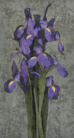 Purple Iris by John Seba art print