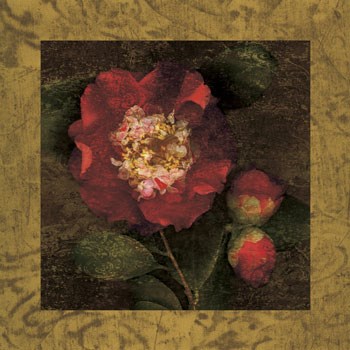 Red Camellias I by John Seba art print