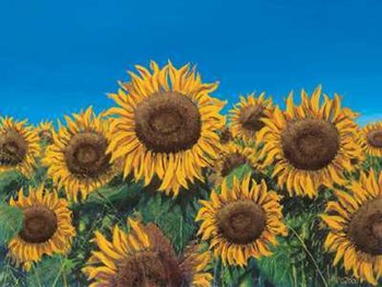 Girasoli by Tebo Marzari art print