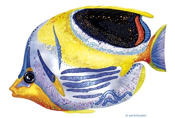 Fish 5 Blue-Yellow by Olga and Alexey Drozdov art print