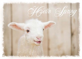 Hello Spring Lamb by Ramona Murdock art print