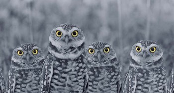Pop of Color Burrowing Owl Family by Color Me Happy art print
