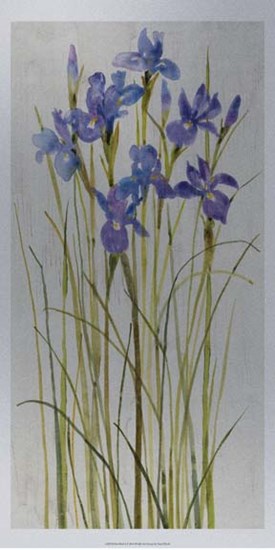 Iris Patch I by Timothy O&#39;Toole art print