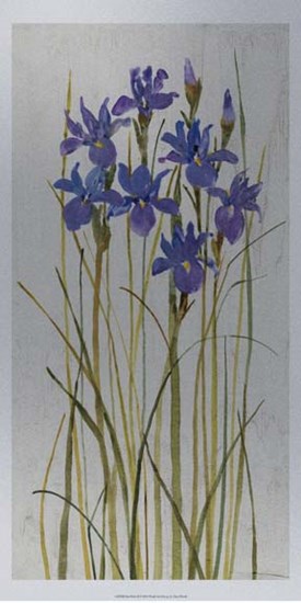Iris Patch II by Timothy O&#39;Toole art print