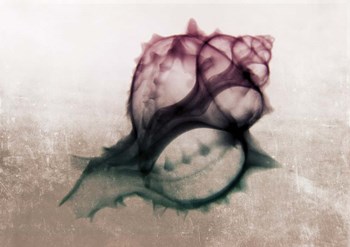 Ombre Sea Shell X-Ray by Color Me Happy art print