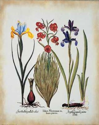 Iris Lilium by Basilius Besler art print