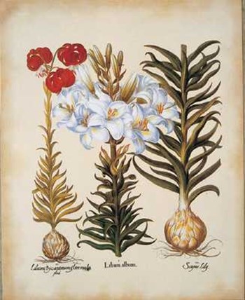 Lilium Scapus II by Basilius Besler art print