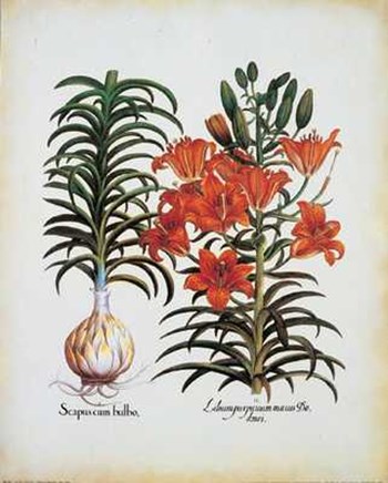 Lilium Scapus I by Basilius Besler art print