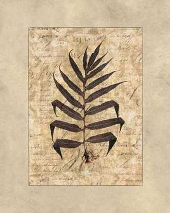 Fern II by Amy Weaver art print