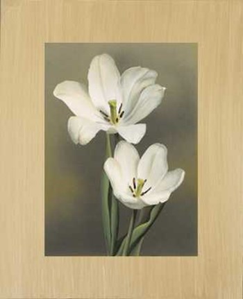 Tulipani by Andrea Trivelli art print