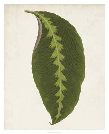 Graphic Leaf I by Vision Studio art print