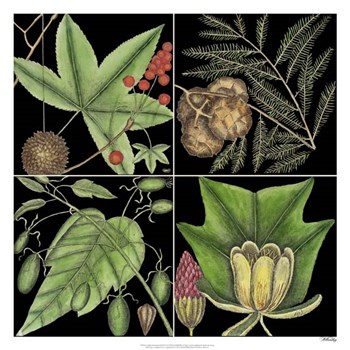 Graphic Botanical Grid III by Marc Catesby art print