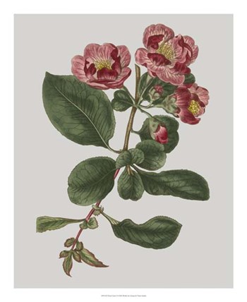 Floral Gems I by Vision Studio art print