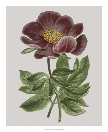 Floral Gems II by Vision Studio art print