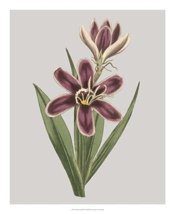 Floral Gems III by Vision Studio art print