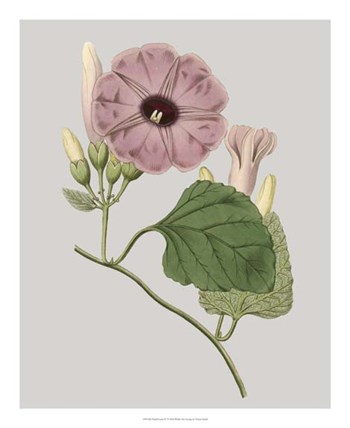 Floral Gems IV by Vision Studio art print