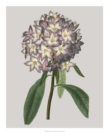 Floral Gems V by Vision Studio art print