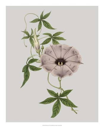 Floral Gems VI by Vision Studio art print