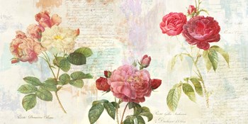 Redoute&#39;s Roses 2.0 by Eric Chestier art print