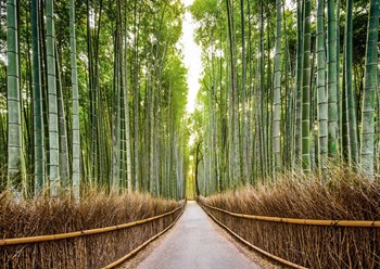 Bamboo Forest, Kyoto, Japan by Pangea Images art print