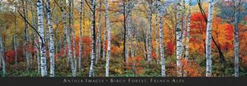 Birch Forest, French Alps art print