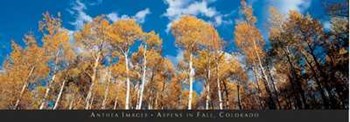 Aspens in Fall, Colorado art print