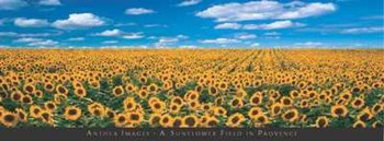 Sunflower Field in Provence art print