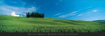 Cypress Trees in Tuscany art print