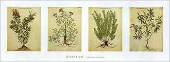 Herbarium II by Giovanni Garzoni art print