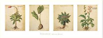 Herbarium I by Giovanni Garzoni art print