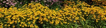 Black-eyed-Susan (Rudbeckia Hirta) in Bloom, Michigan by Panoramic Images art print